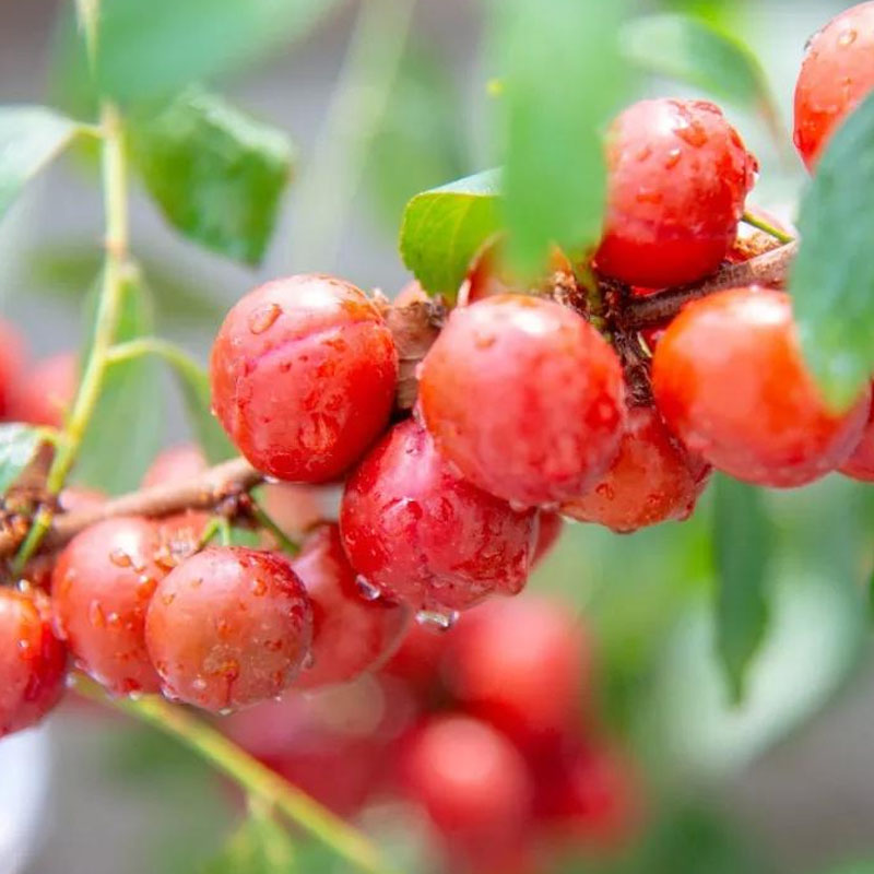北京钙瑞联合专家推介营养宝库：神奇的水果——钙果